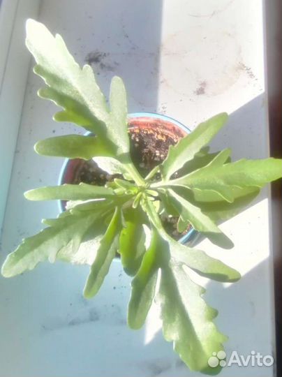 Бегония каланхоэ крассула фиалка