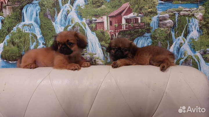 Пекинесики девочки