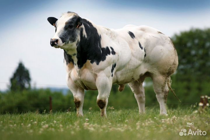 Семя мясной бельгийской бело-голубой породы