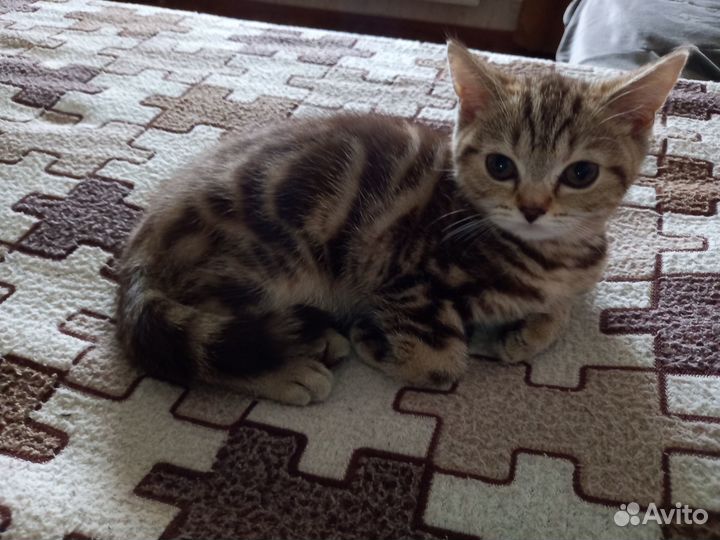 Вязка шотландской кошки