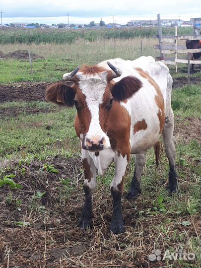 Корова дойная