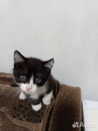 Котик бесплатно