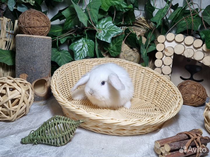 Декоративные вислоухие кролики Мини