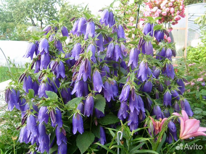 Колокольчики для украшения сада