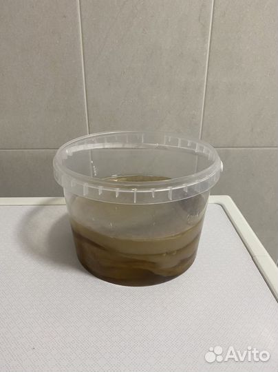 Чайный гриб