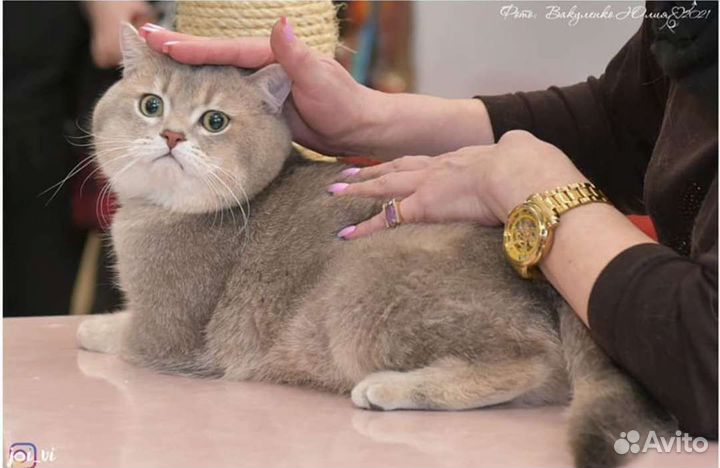 Продам кота голубое золото ау25 в разведение