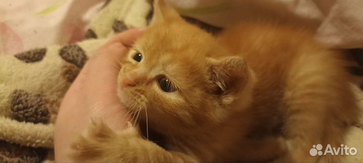 Рыжинький котенок (мальчик)