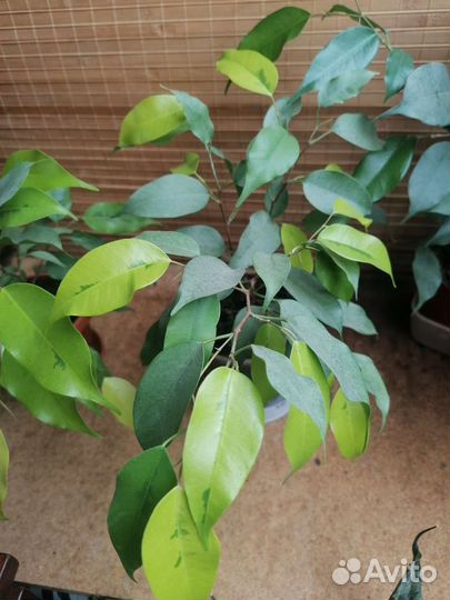 Фикус бенжамина