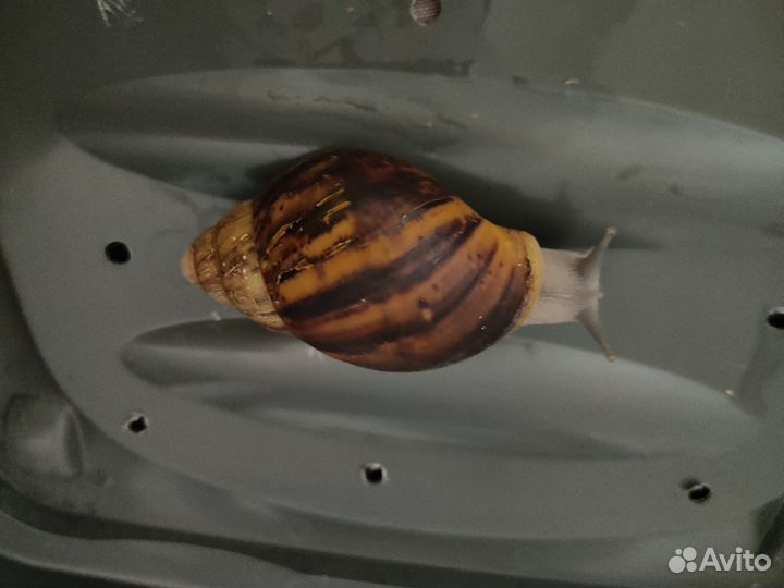 Улитки архахатины