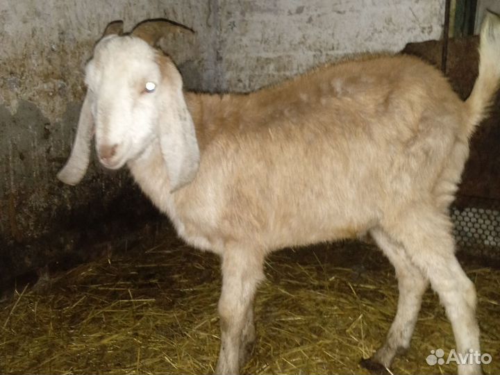 Нубийский козел