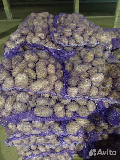 Продам картофель