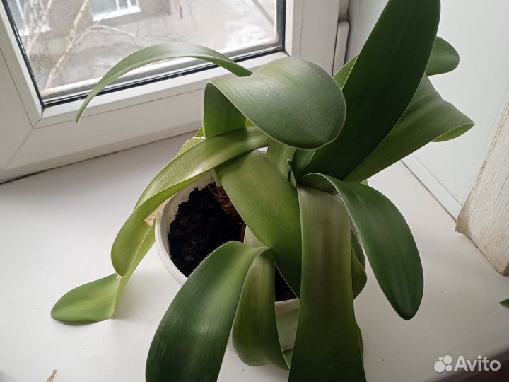 Дендробиум