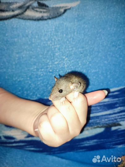 Крыса домашняя