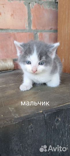 Отдам бесплатно