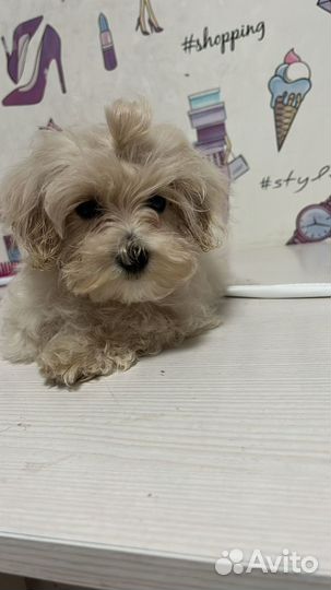 Мальтипу мини