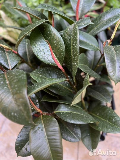 Фикус эластика абиджан