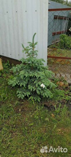 Голубая ель(карликовая)