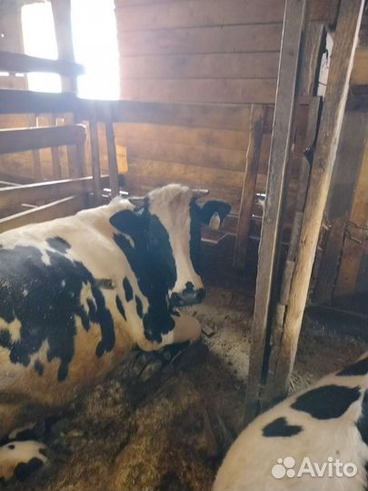 Корова голштинской породы