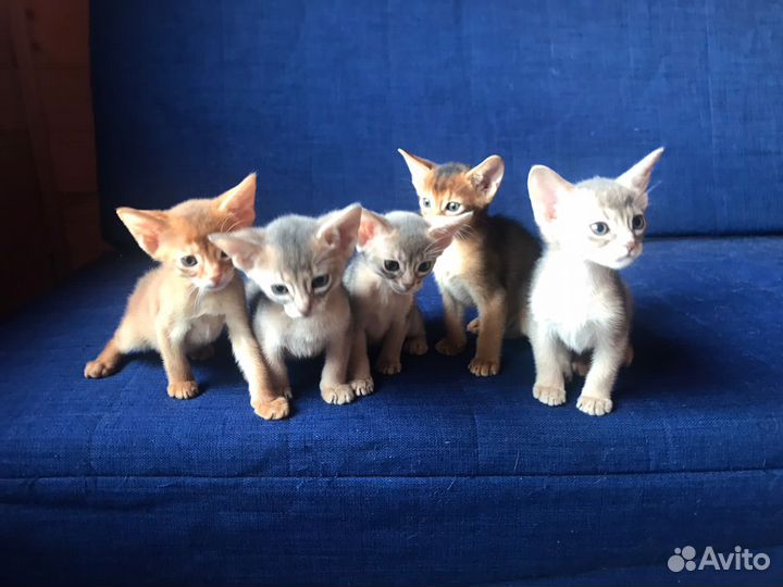 Абиссинские котята