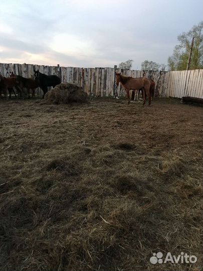 Лошадь жеребая