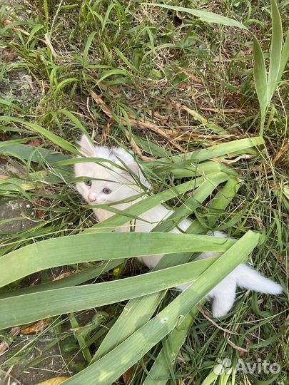 Котята бесплатно