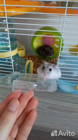 Джунгарские хомяки с клеткой
