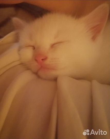 Отдам котят в добрые руки бесплатно