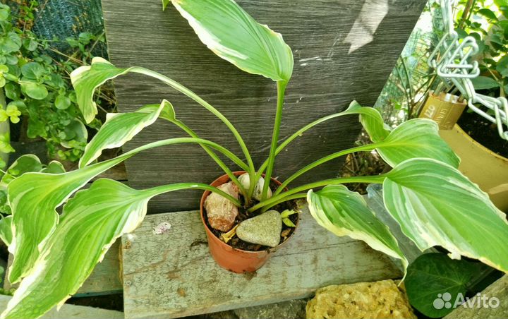 Хоста и асплениум-папоротник