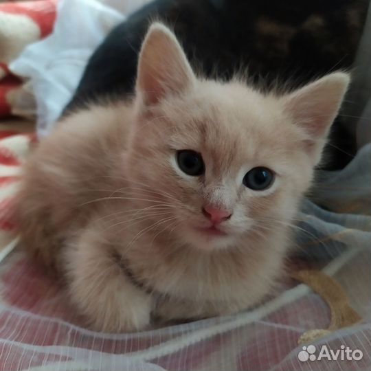 Отдам котёнка