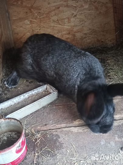 Кролики самцы