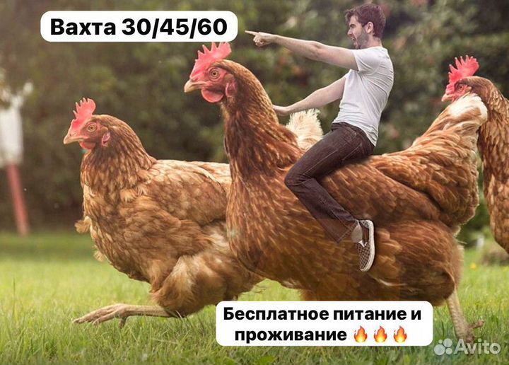 Вахта 30/45/60 смен Рабочий по отлову птицы