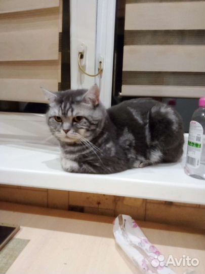 Кот на вязку
