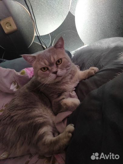 Британская