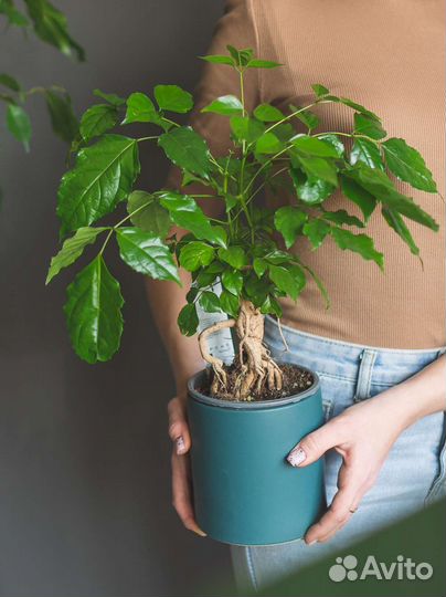 Радермахера