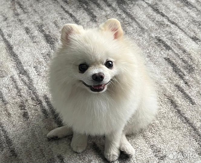 Померанский шпиц