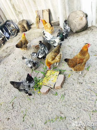 Домашние куриные яйца для инкубации