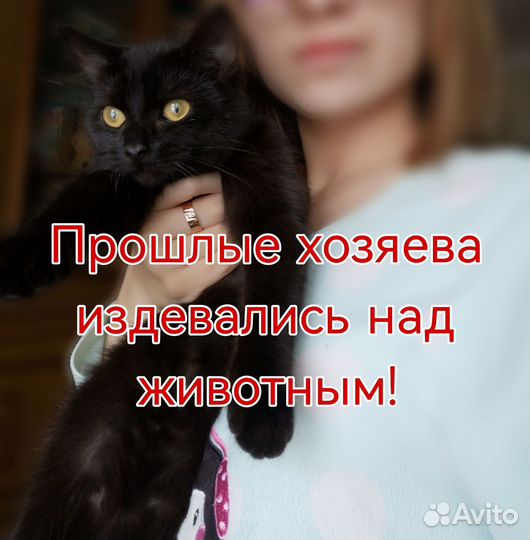 Кошка в дар бесплатно