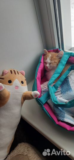 Отдам котяток