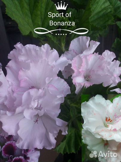 Пеларгония герань