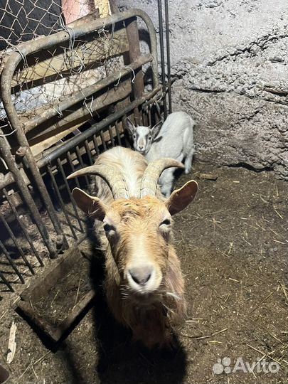Продам козу и козочку