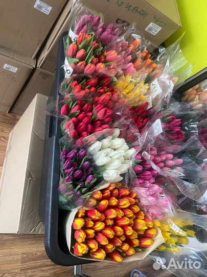 Тюльпаны к 8 марта