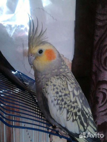 Попугай корелла