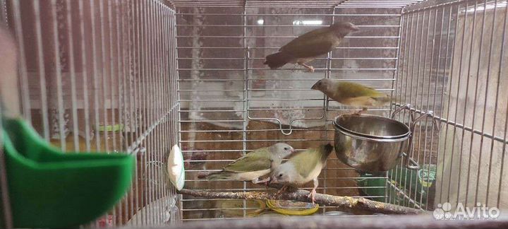 Амадины гульда