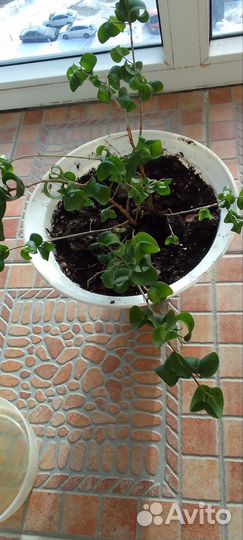 Фикус бенджамина барок