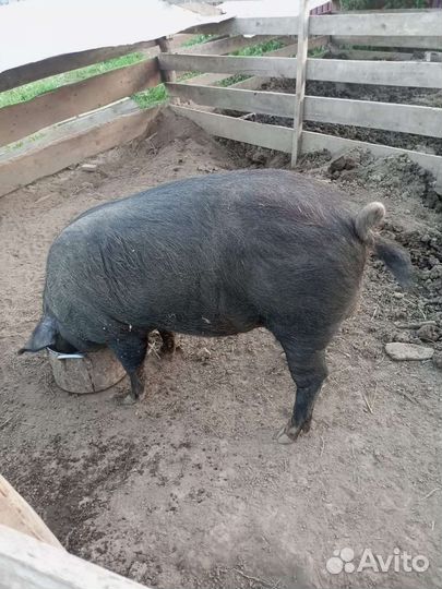 Хряк мангал+кабан