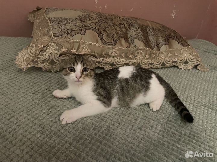 Вислоухие котята