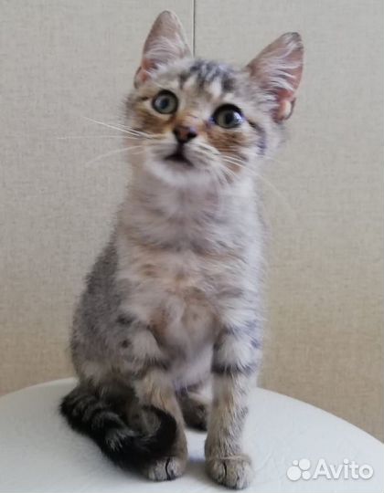 Кошка в дар