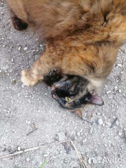 Кошечка в добрые руки