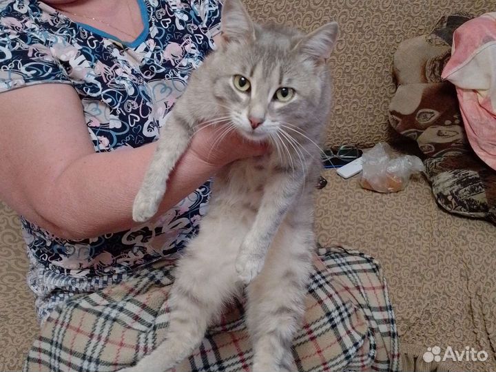 Кот в дар бесплатно