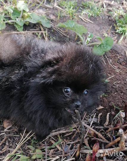 Померанский шпиц